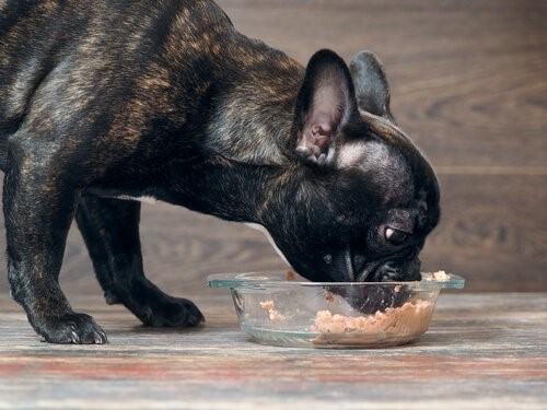 Nassfutter und Trockenfutter: Hund frisst Nassfutter
