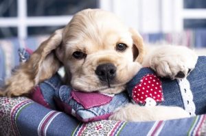 Vorteile von Honig für Hunde