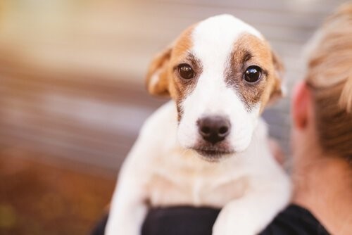 Honig für Hunde - Hund wird getragen