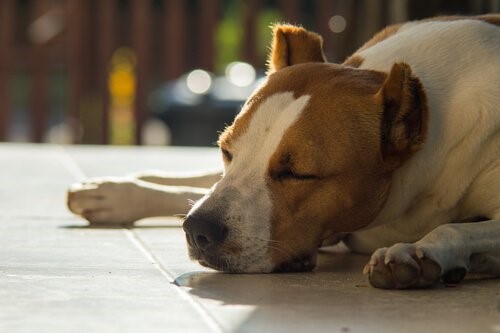 Honig für Hunde - schlafender Hund