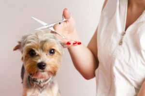Tipps für Hunde, die beim Friseur Angst haben