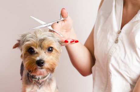 Tipps für Hunde, die beim Friseur Angst haben