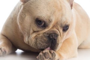 Ist es in Ordnung, wenn der Hund seine Wunde leckt?
