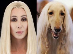 Hund und Besitzer sehen sich tierisch ähnlich
