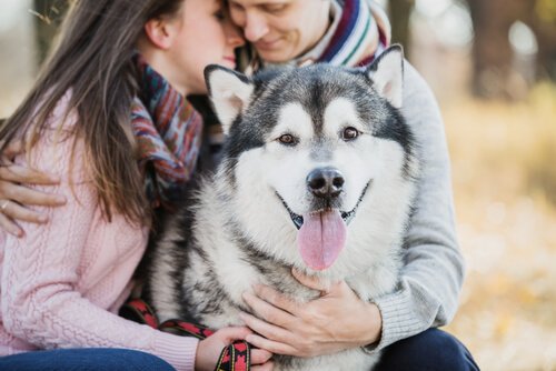 Hunde retten uns vor schlechten Freundschaften