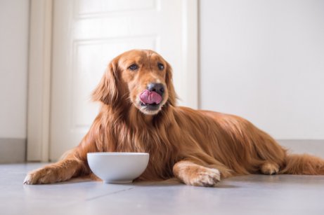 Hundekrankheiten, die durch schlechte Ernährung verursacht werden