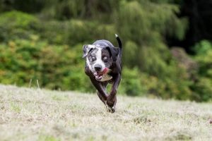 Endlich wurden Hunderennen verboten!