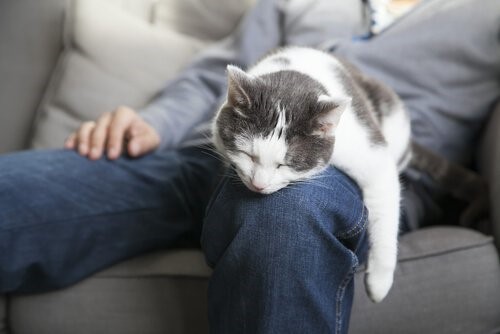 Mit deiner Katze schläfst - Katze schläft auf Schoss