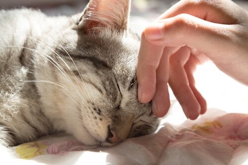 5 Vorteile, wenn du mit deiner Katze im selben Bett schläfst
