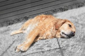 Niedrige Thrombozytenwerte: Wie kann ich meinem Hund helfen?