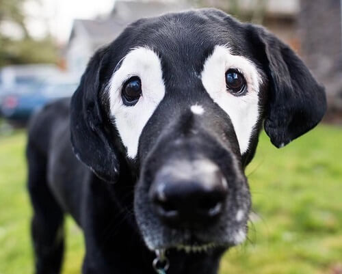 So wurde Rowdy in sozialen Netzen berühmt