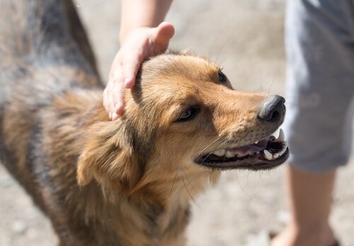 Stiftung für ausgesetzte Tiere - Hund