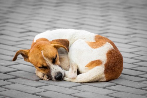 Tierschutzverein versucht, Hunde zu retten