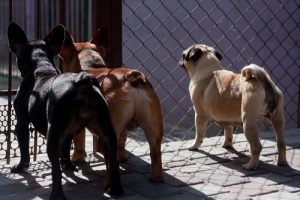 Taiwan verbietet Katzen- und Hundefleisch