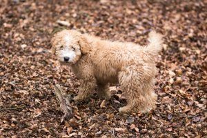 Warum sind die Thrombozytenwerte bei meinem Hund zu niedrig?