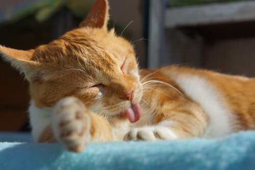 Unser erstes Jahr - Katze