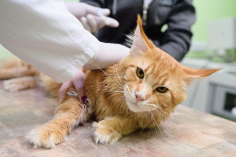 Krankheiten Die Von Katzen übertragen Werden