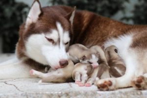 Wann kann man Hundewelpen von ihrer Mutter trennen?