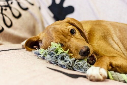 Warum dein Hund das Haus zerstört - Hund kaut an Spielzeug