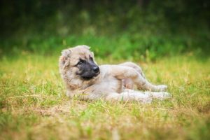 Warum sich Hunde gerne im Dreck wälzen