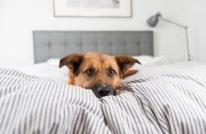 Warum will mein Hund nicht in seinem Bett schlafen?