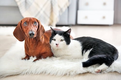 Warum wir alle eine Katze haben sollten - Hund und Katze
