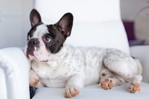 Was sehen Hunde wenn sie fernsehen?