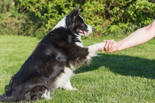 Wie Hunde uns manipulieren - Hund gibt Pfote