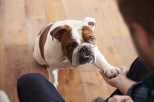 Die Wissenschaft beweist es: Hunde manipulieren uns