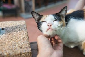 Wie Katzen unser Leben verändern