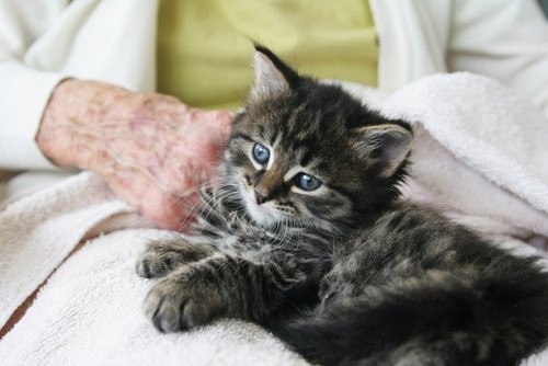 Wie Katzen unser Leben verändern - kleines Kätzchen