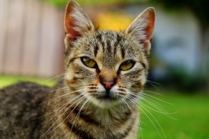 Wie alt ist deine Katze in Menschenjahren?