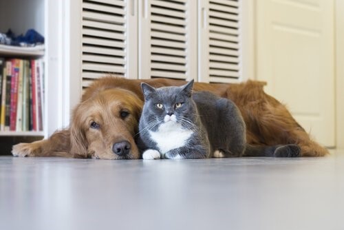 Wie alt ist deine Katze in Menschenjahren - Katze und Hund