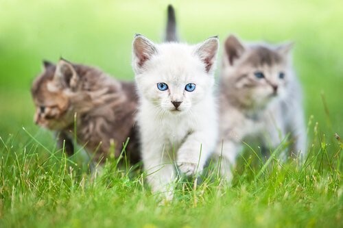 Wie alt ist deine Katze in Menschenjahren - Kätzchen