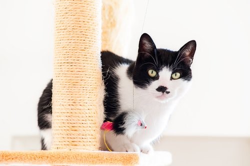Wie du verhindern kannst, dass deine Katze deine Möbel zerkratzt - Katze auf Kratzbaum