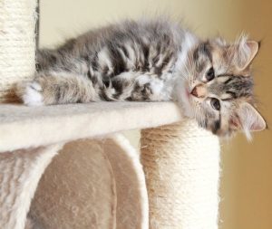 Wie du verhindern kannst, dass deine Katze deine Möbel zerkratzt