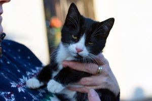 Wie sich Katzen mit ihren Besitzern verständigen