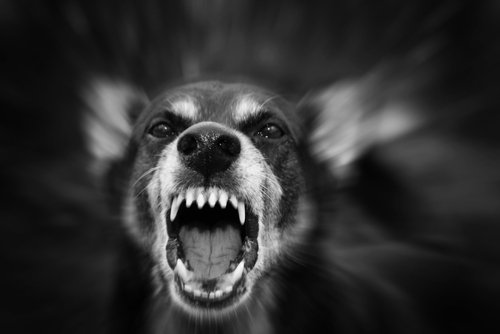 Aggressives Verhalten des Hundes kann am Besitzers liegen