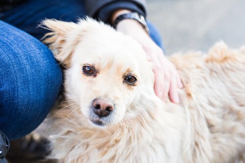 Auch Hunde haben Gefühle