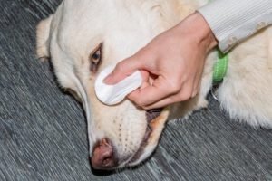 Augenpflege bei Hunden