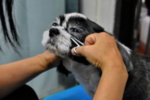 Augenpflege bei Hunden
