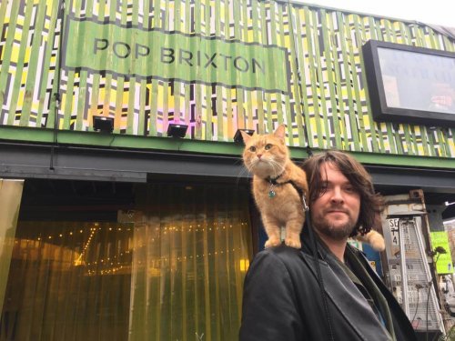Bob der Streuner, ein echter Straßenkater