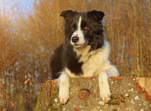 Border Collie