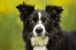 Border Collie Eine Einzigartige Und Attraktive Rasse Deine Tiere