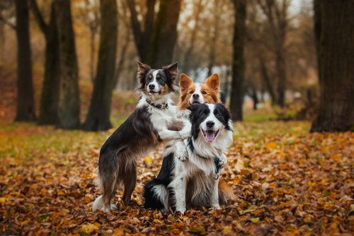 Border Collie: verspielte Hunde im Wald