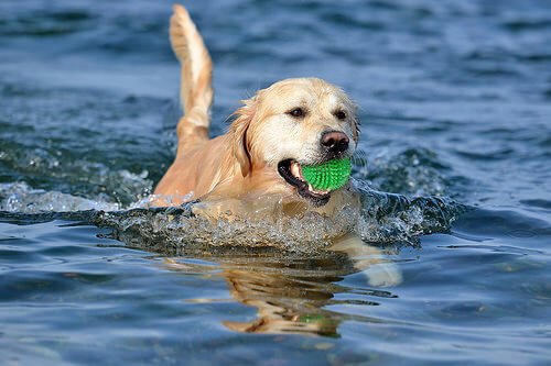 Bring den Ball aus dem Wasser!