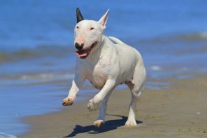 Bull Terrier: Weißt du wirklich alles über diese Rasse?