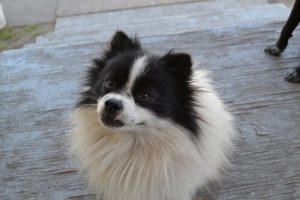 Vorsicht! Dein Hund erinnert sich an alles, was du tust!