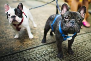 Der beste Augenblick für einen Spaziergang mit Hund
