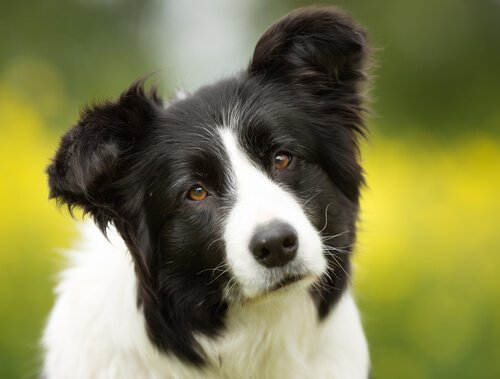 Der Border Collie erinnert sich